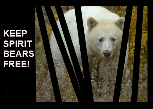Free The Spirit Bear Petition